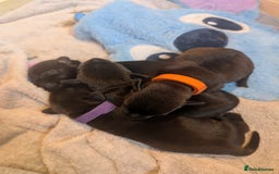Mixed Breed dogs for sale: Doxie-Dales  - Image 25