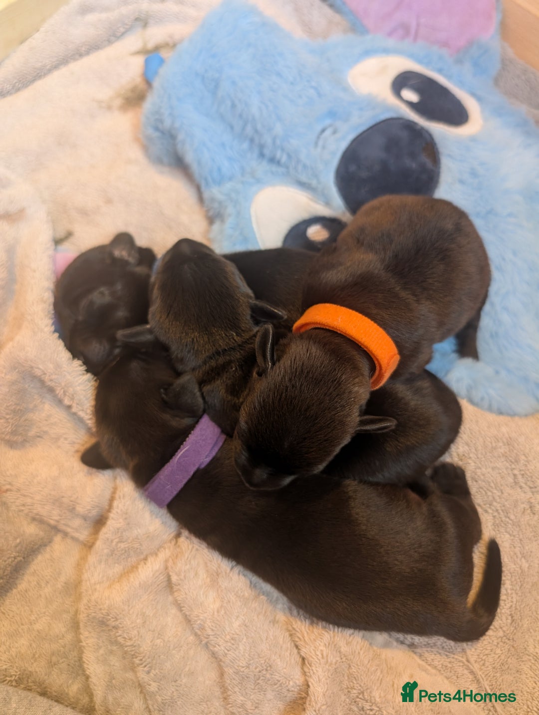 Mixed Breed dogs for sale: Doxie-Dales  - Image 25