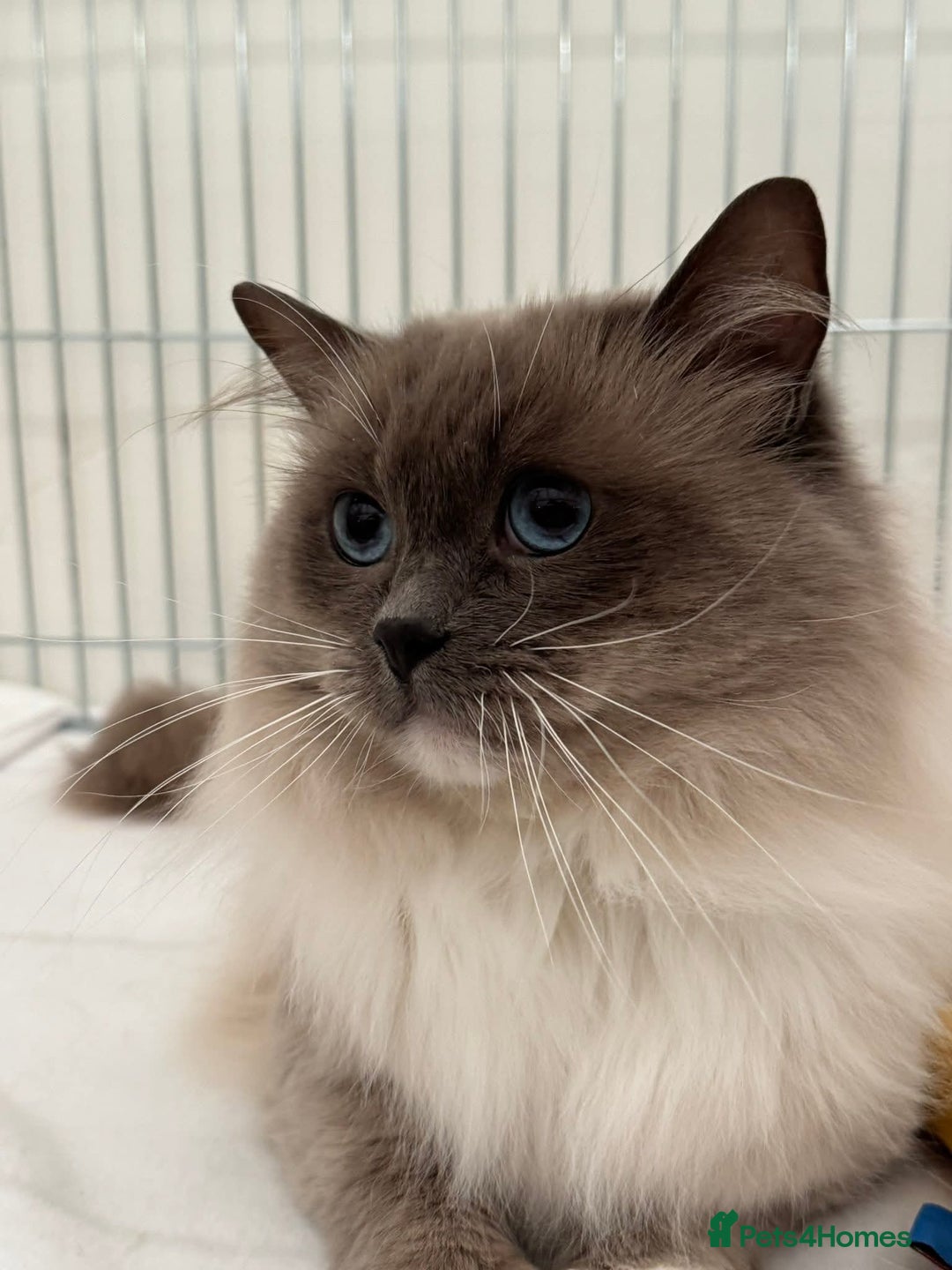 Ragdoll cats for sale: Precious GOOF Registered Ragdoll Kittens - 2 Boys - Advert 8