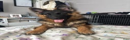 German Shepherd dogs for sale: Rehoming One-Year Old Male German Shepherd - Advert 29