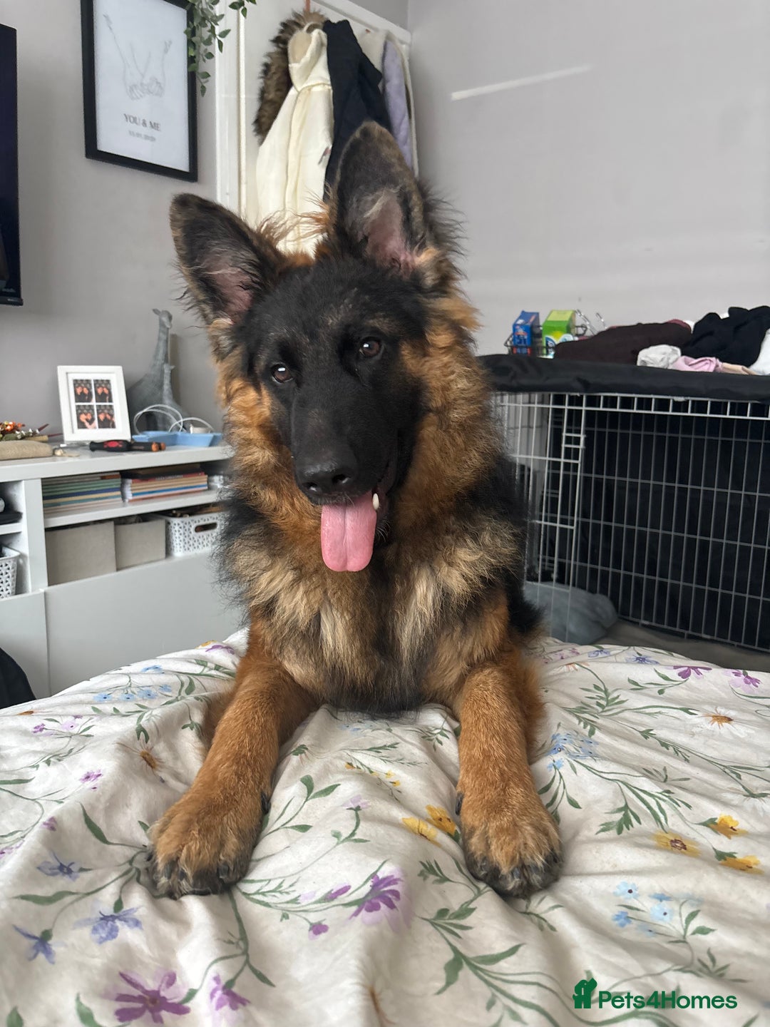 German Shepherd dogs for sale: Rehoming One-Year Old Male German Shepherd - Advert 29