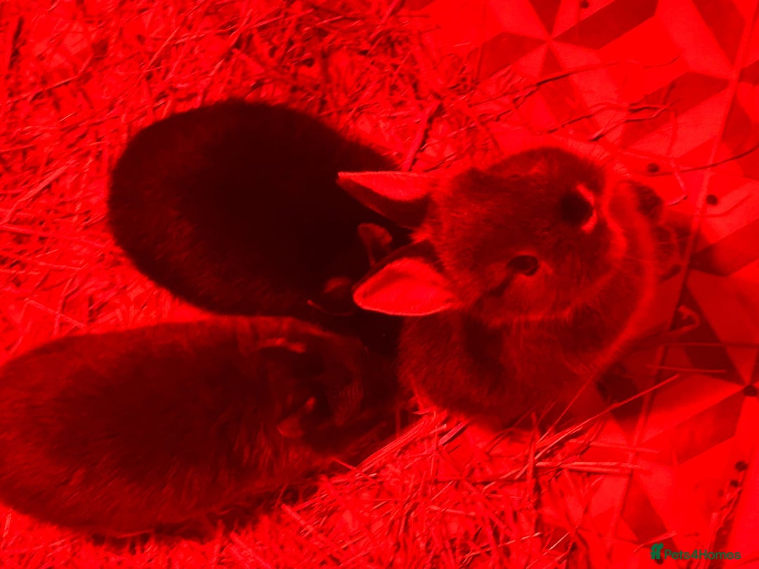 Netherland Dwarf rabbits for sale: Netherland Dwarf Bunnies - Advert 5
