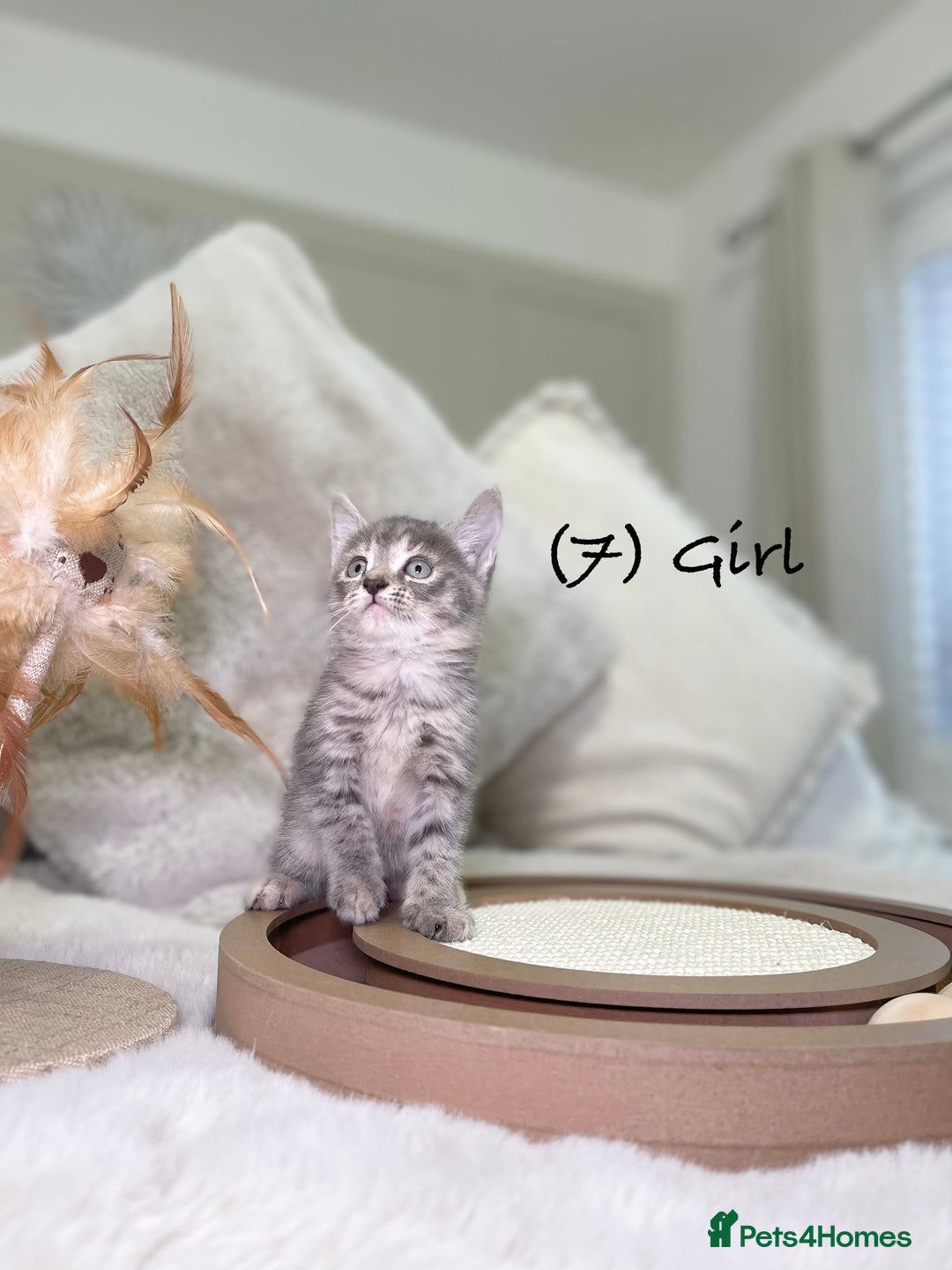 Mixed Breed cats for sale: Stunning kittens 8 weeks old ready now  - Advert 29