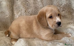Cockerdor dogs for sale: Adorable f1 cockerdor puppies - Image 26