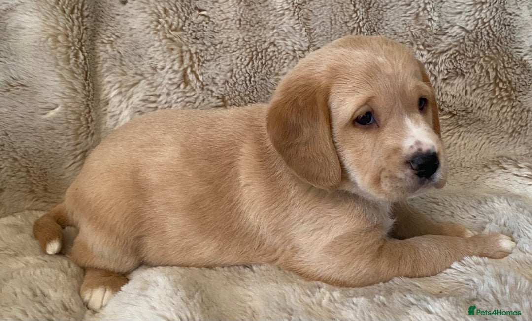 Cockerdor dogs for sale: Adorable f1 cockerdor puppies - Image 26