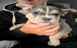 Mixed Breed dogs for sale: Beautiful female puppy ready today  - Image 30