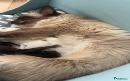 Ragdoll cats for sale: Ragdolls for sale  - Image 16