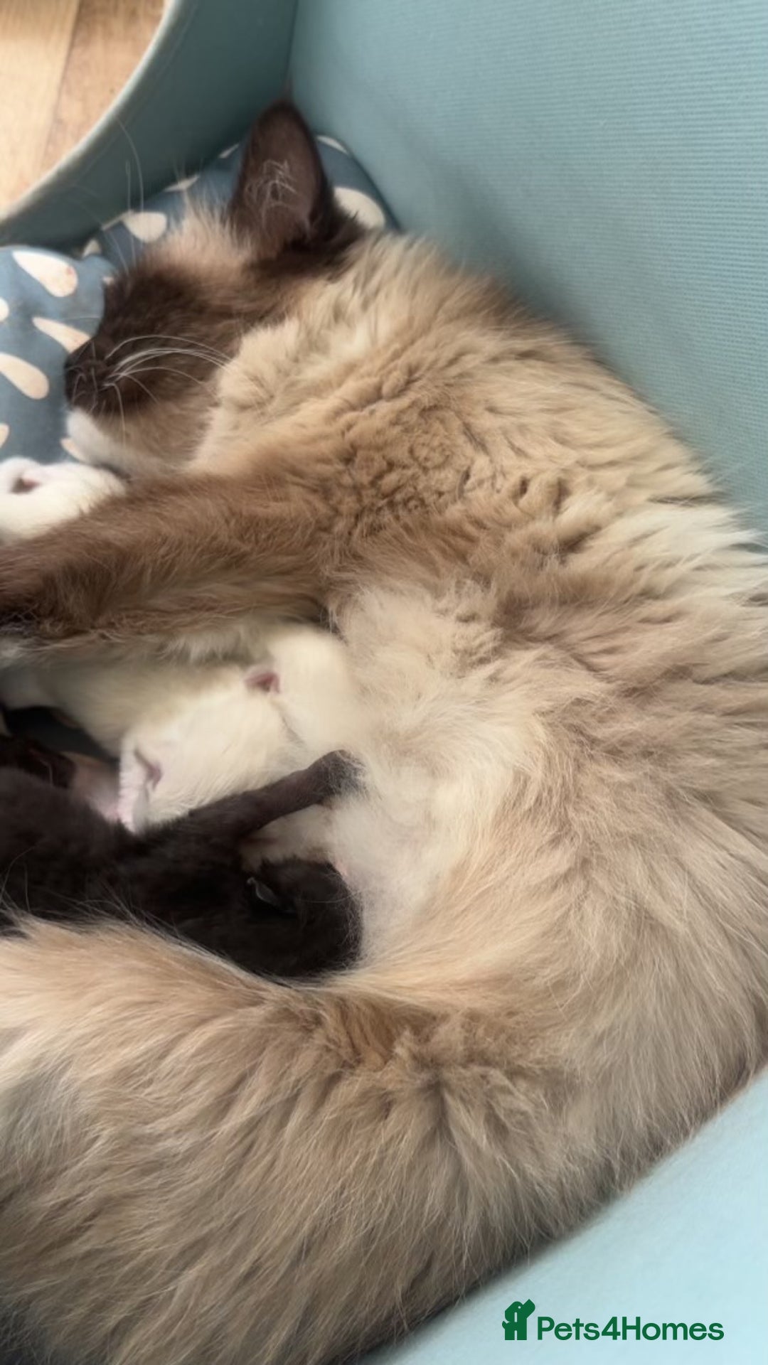 Ragdoll cats for sale: Ragdolls for sale  - Image 16