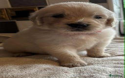 Golden Retriever dogs for sale: Stunning KC Golden Retriever puppies - Image 16