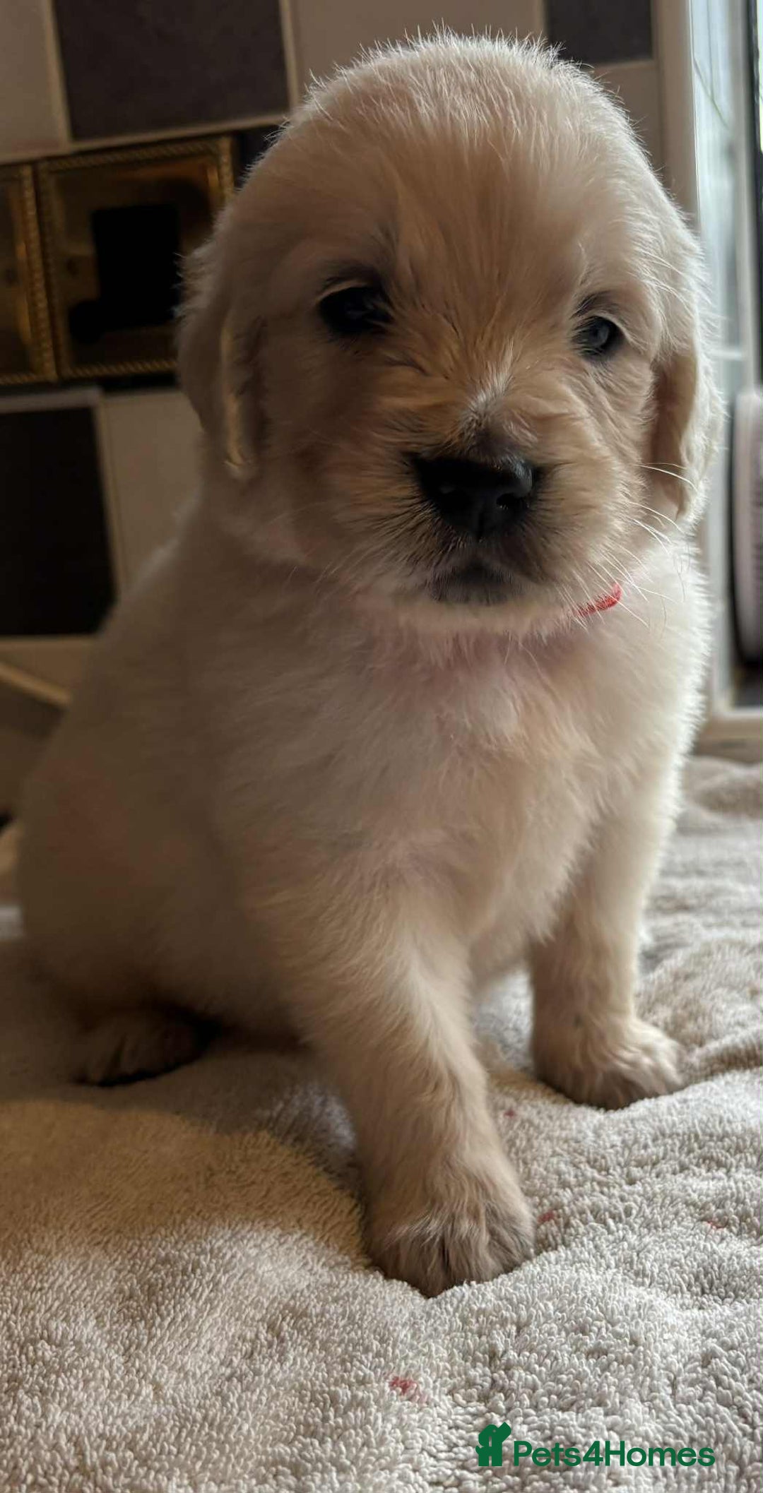 Golden Retriever dogs for sale: Stunning KC Golden Retriever puppies - Image 16