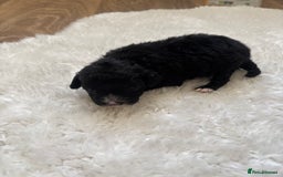 Cockapoo dogs for sale: Miniature f1 cocker poodles  - Advert 9