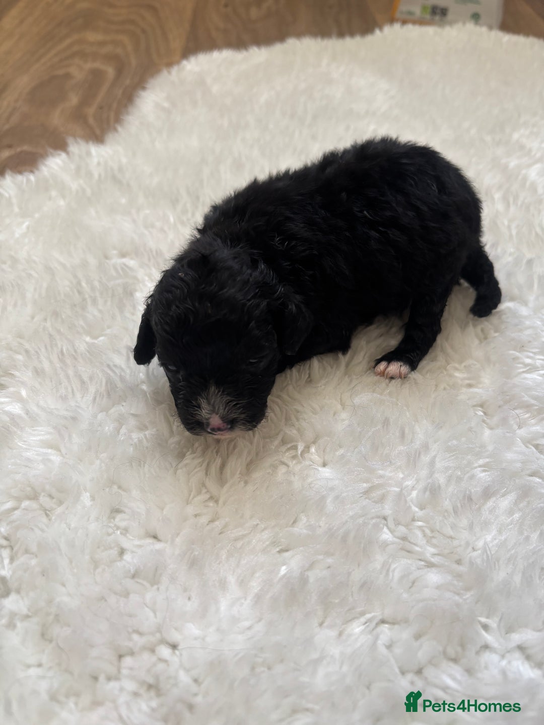 Cockapoo dogs for sale: Miniature f1 cocker poodles  - Advert 9