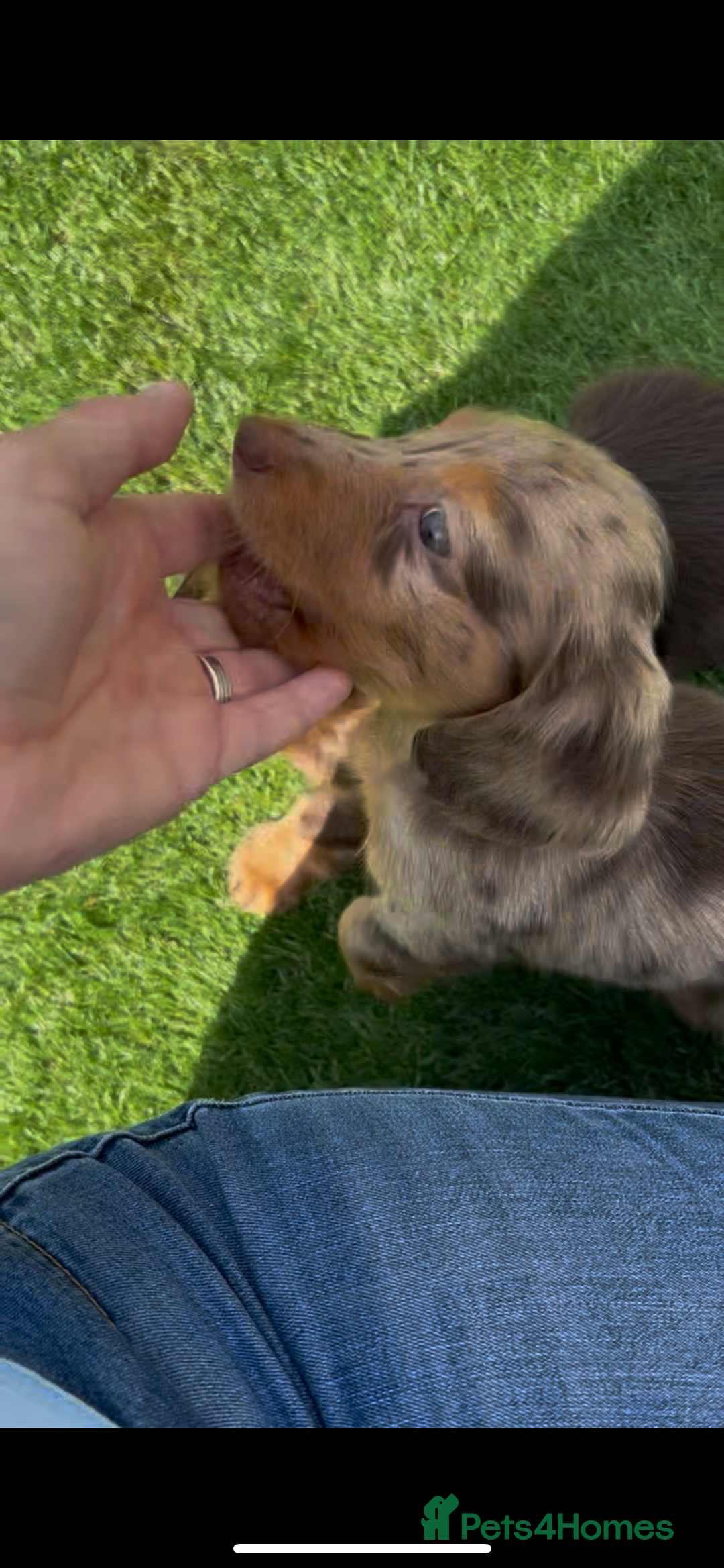 Miniature Dachshund dogs for sale: Delightful litter of KC Longhaired Mini Dachshunds - Image 13