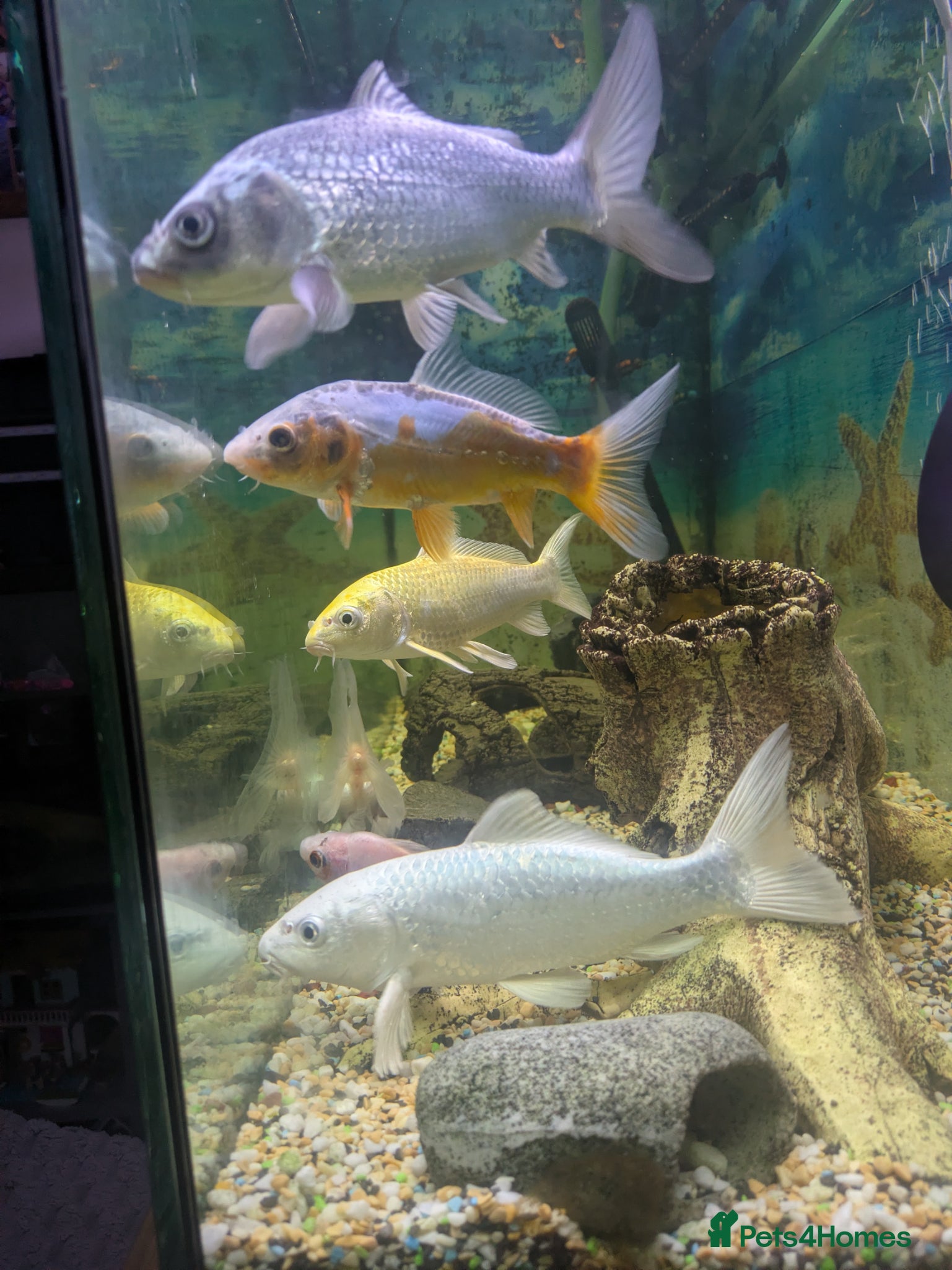 Koi Carp fish 4x 20 cm koi fish and two goldfish - Advert 1