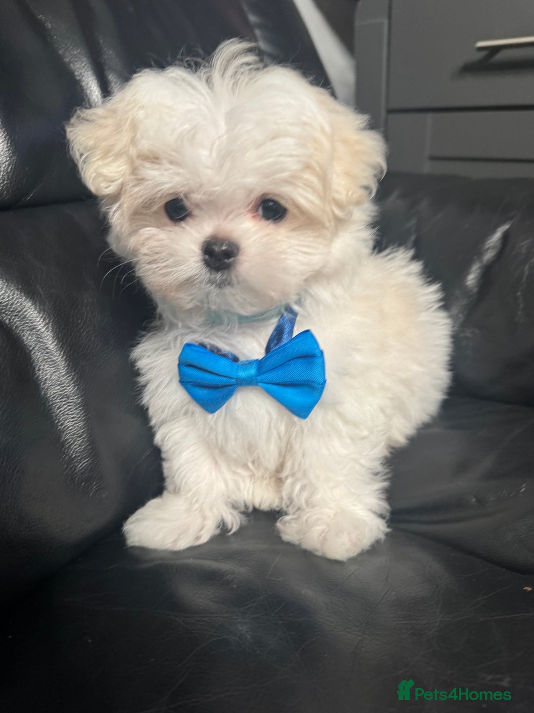 Maltese dogs for sale: 🤩Gorgeous little boy 🤩 - Image 3