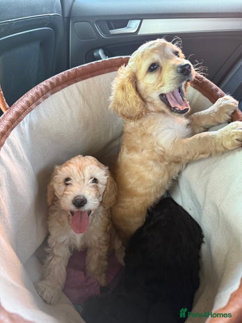 Cockapoo dogs - Advert 2