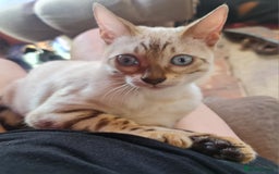 Bengal cats for sale: Cuddly charity donation pay monthly - Image 16