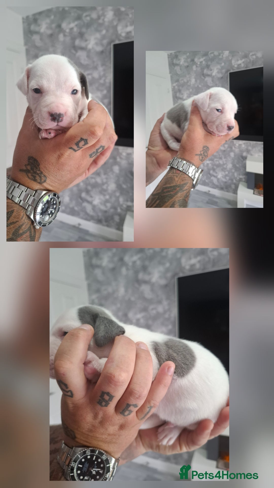 Staffordshire Bull Terrier dogs for sale: 7 Beautiful Staffordshire bull terrier puppies  - Image 8