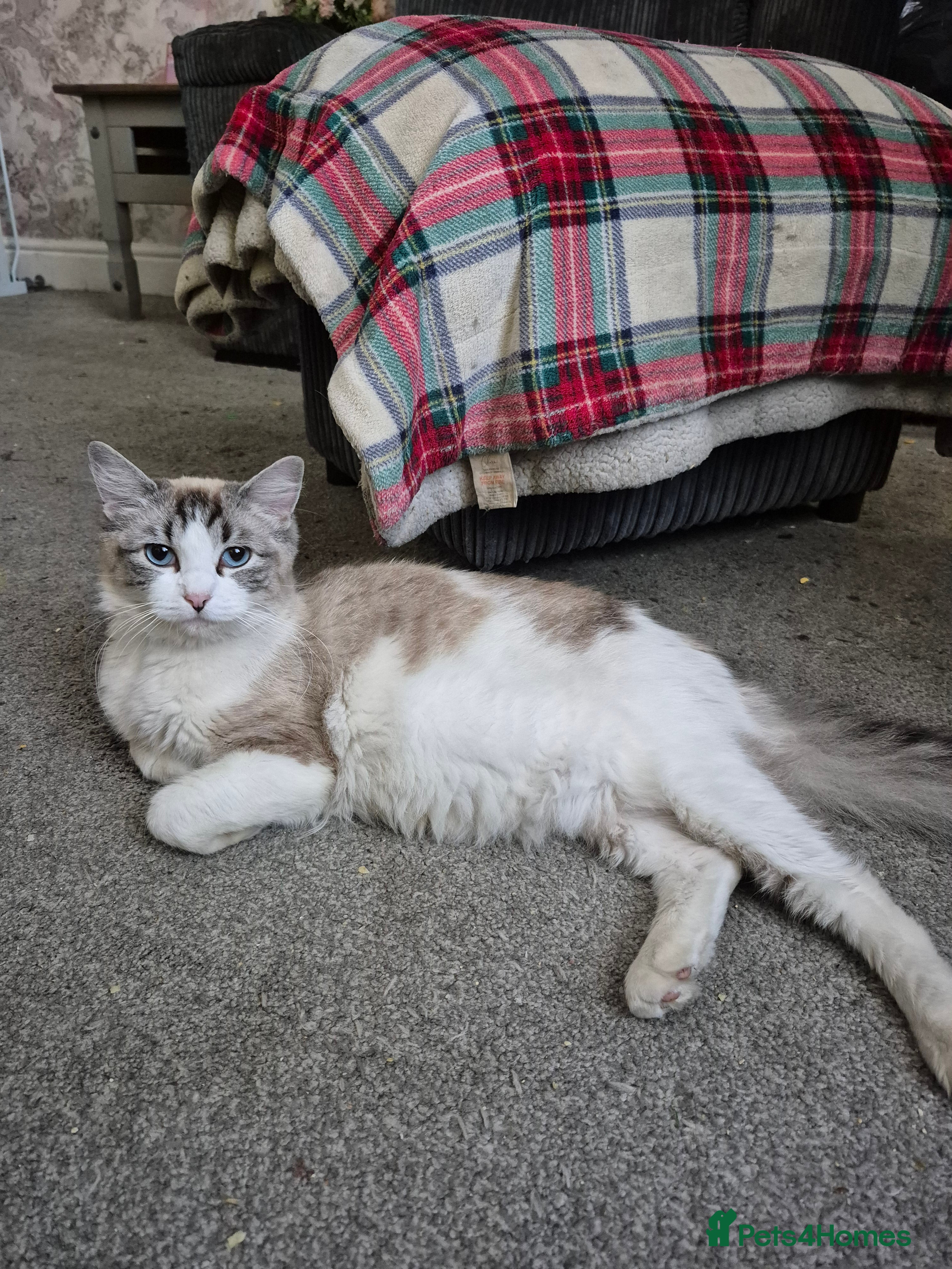 Ragdoll cats 💥💞Ragdoll x domestic💞💥  - Advert 1