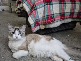 Ragdoll cats 💥💞Ragdoll x domestic💞💥 - Advert 1