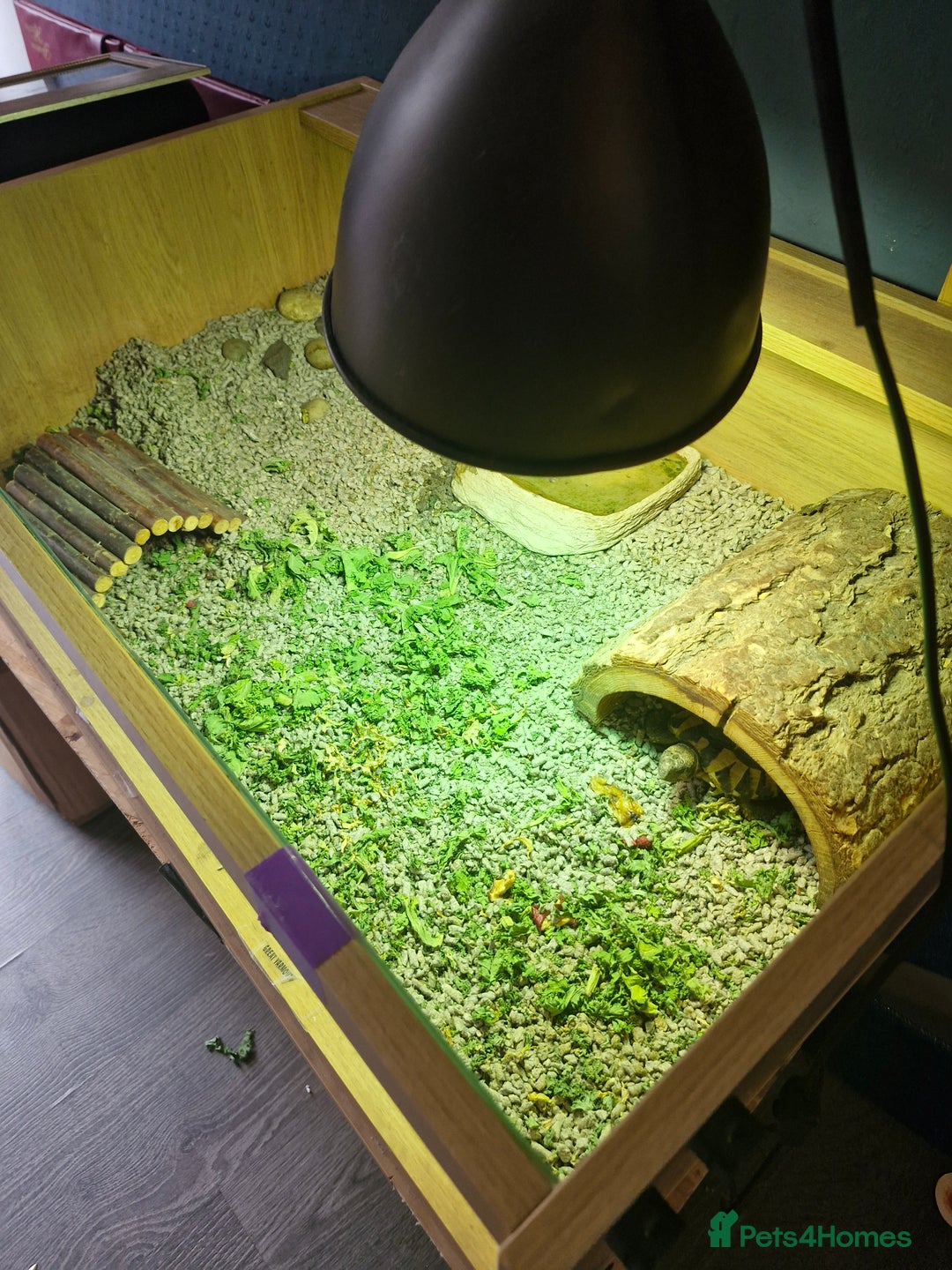 Hermann Tortoise reptiles for sale: Herman tortoise for sale 5 years old  - Image 2