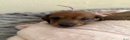 Miniature Dachshund dogs for sale: 5 beautiful miniature dachshund  - Advert 39