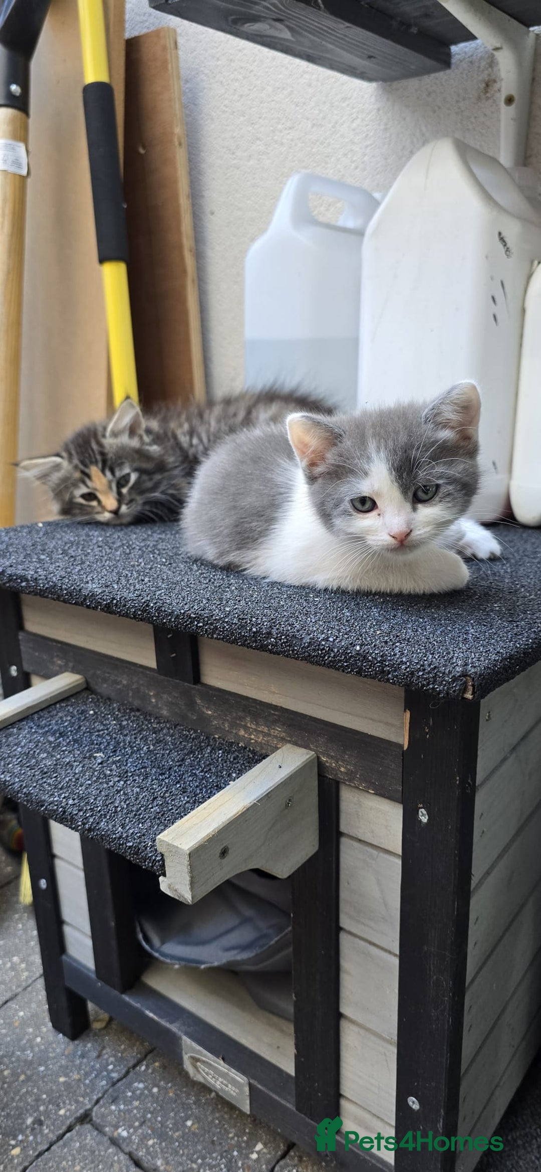 RagaMuffin cats for sale: 🐾 **Charming Ragdoll-Kittens for Adoption!** 🐾 - Image 4