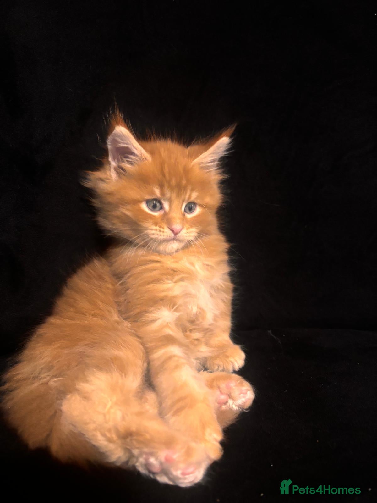 Maine Coon cats Maine Coon Kittens  - Advert 2