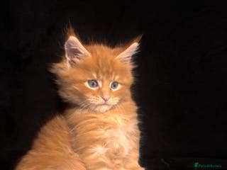 Maine Coon cats Maine Coon Kittens - Advert 9