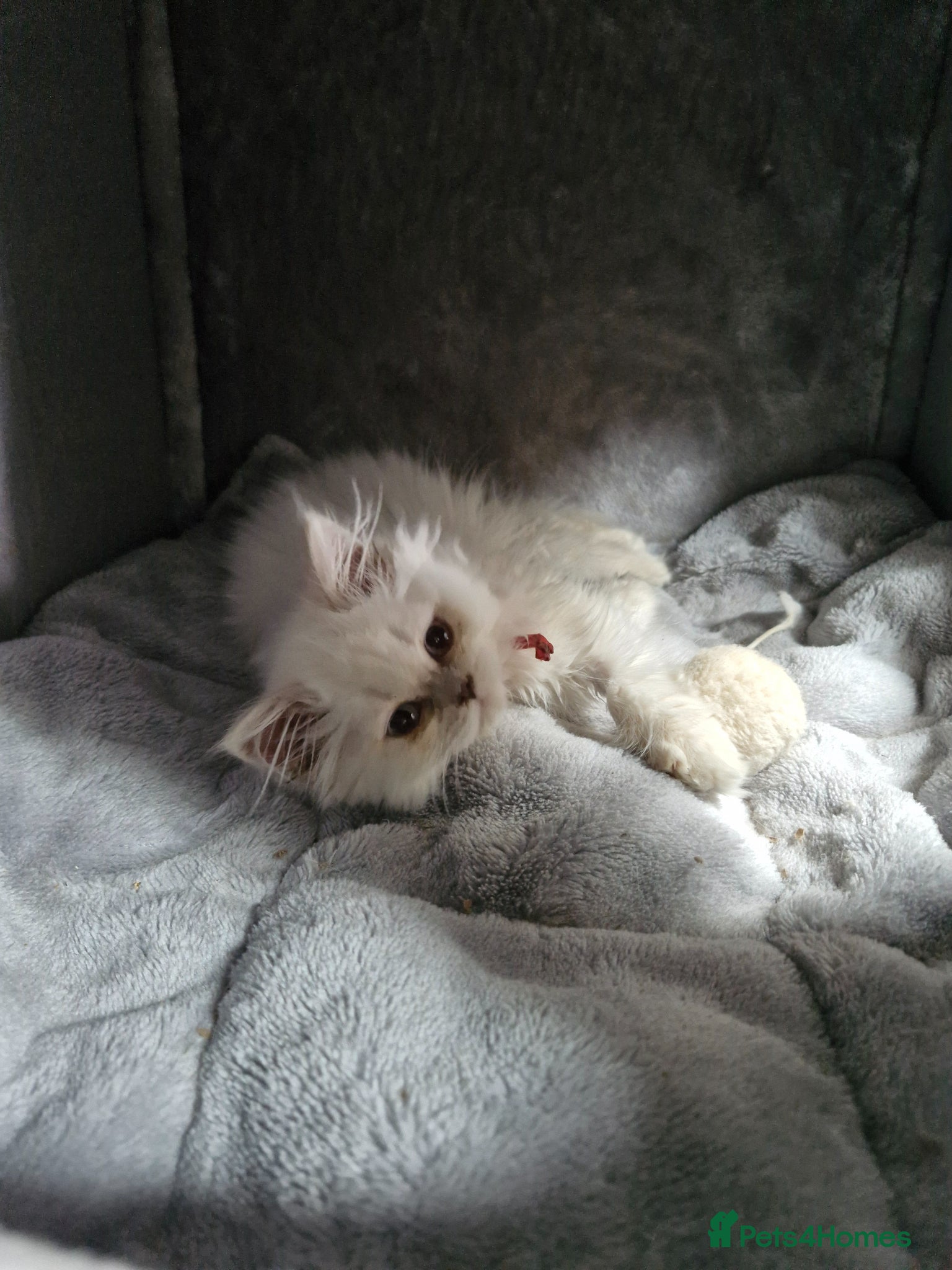 British Shorthair cats GCCF registered British shorthair and longhair - Advert 2