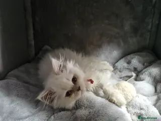 British Shorthair cats GCCF registered British shorthair and longhair - Advert 2