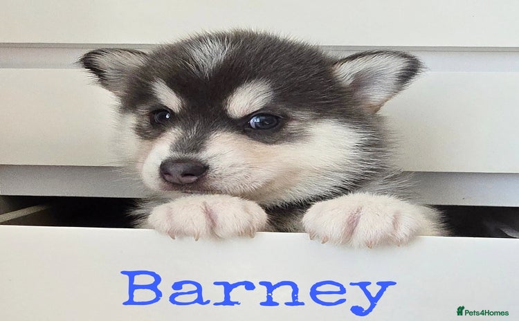 Pomsky dogs - Advert 1