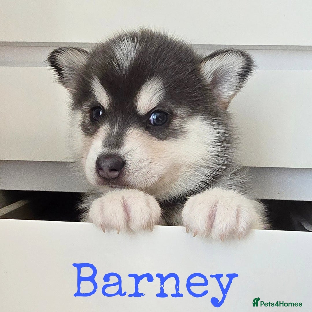 Pomsky dogs for sale: Stunning Pomsky Puppies  - Image 1