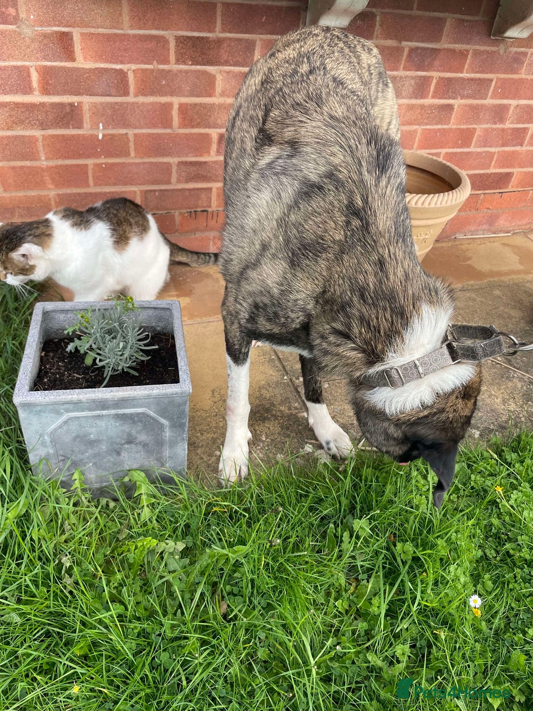 Mixed Breed dogs for adoption: HANK - 3 Years Old, Large Mixed Breed Boy - Advert 16