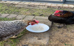 Chickens poultry for sale: Two hybrid chickens for sale - Image 1
