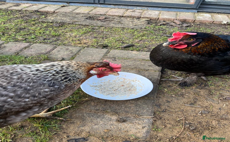 Chickens poultry - Advert 1
