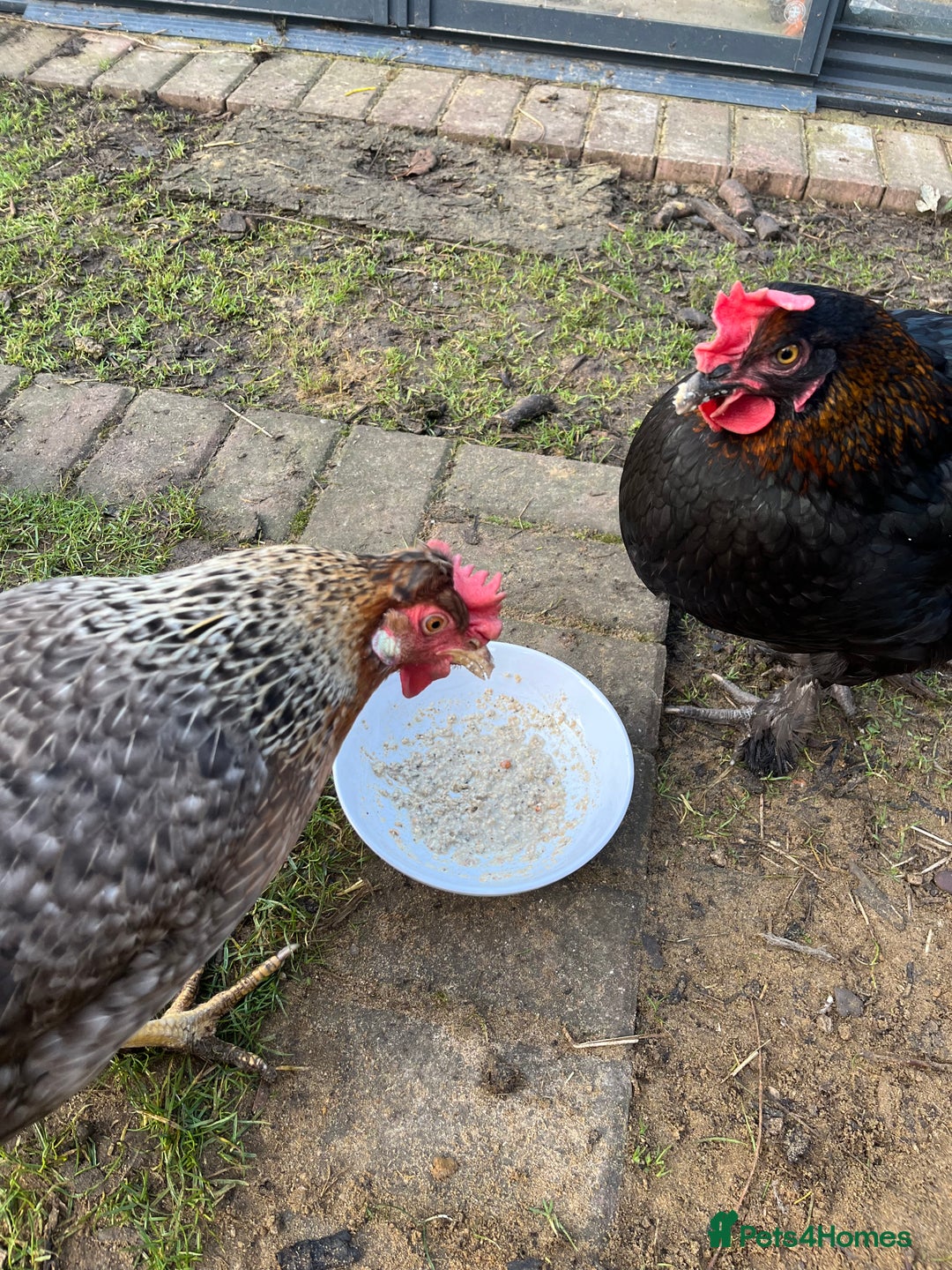 Chickens poultry for sale: Two hybrid chickens for sale - Image 1