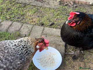 Chickens poultry - Advert 12