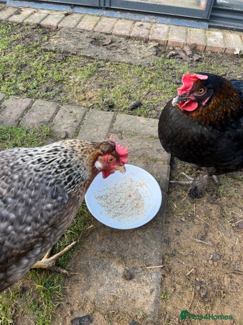 Chickens poultry - Advert 9
