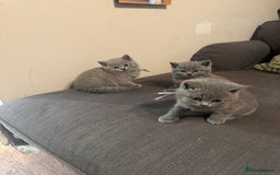 British Shorthair cats for sale: 🐾 British Shorthair Kittens 🐾 - Image 7