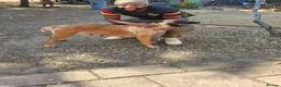 Mixed Breed dogs for sale: Belgian Malinois X Poodles  in King's Lynn - Advert 8