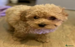 Maltipoo dogs for sale: Maltipoo  - Image 8