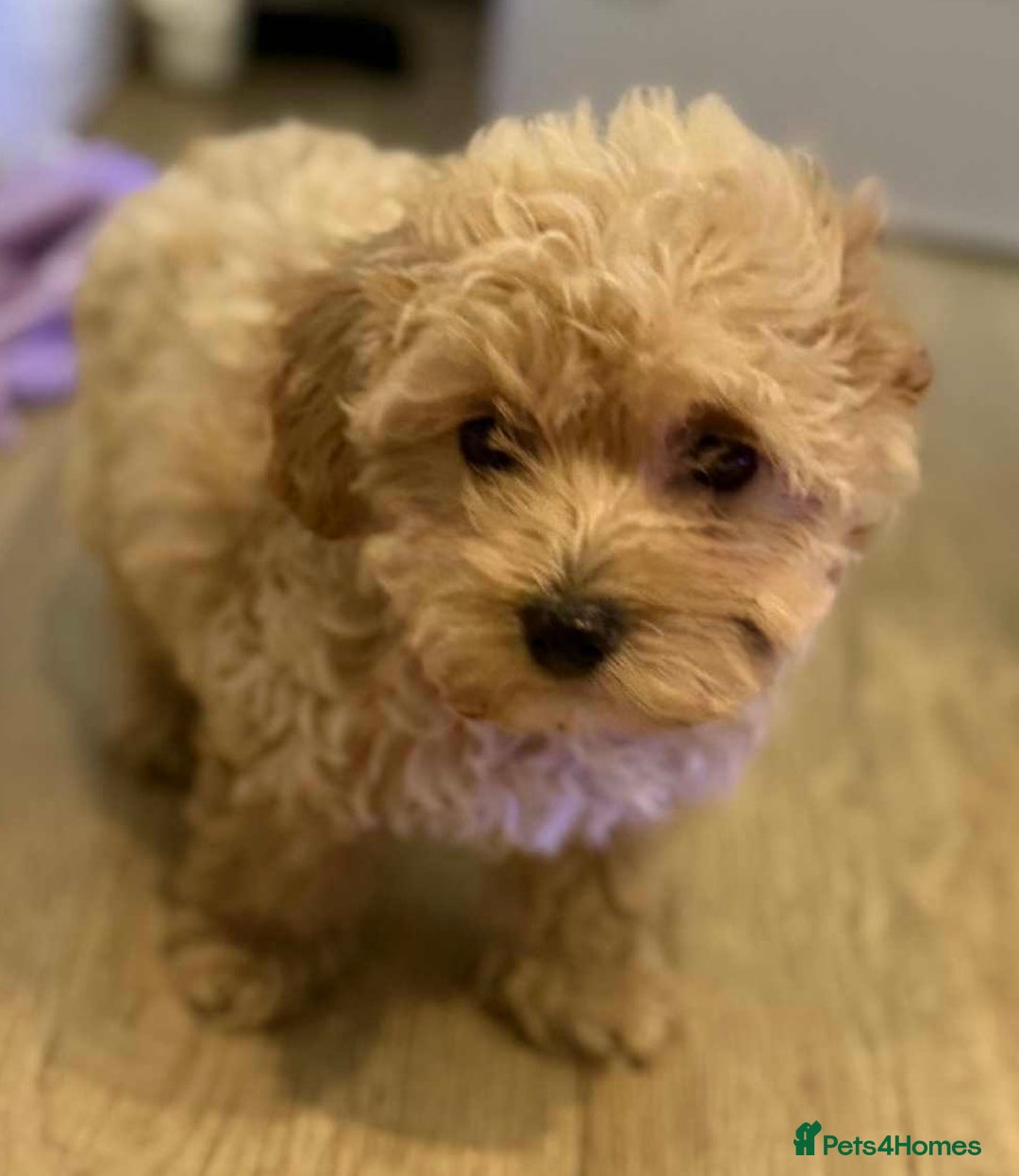 Maltipoo dogs for sale: Maltipoo  - Image 8