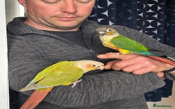 Conures birds for sale: Pair of conures with full set up - Image 4