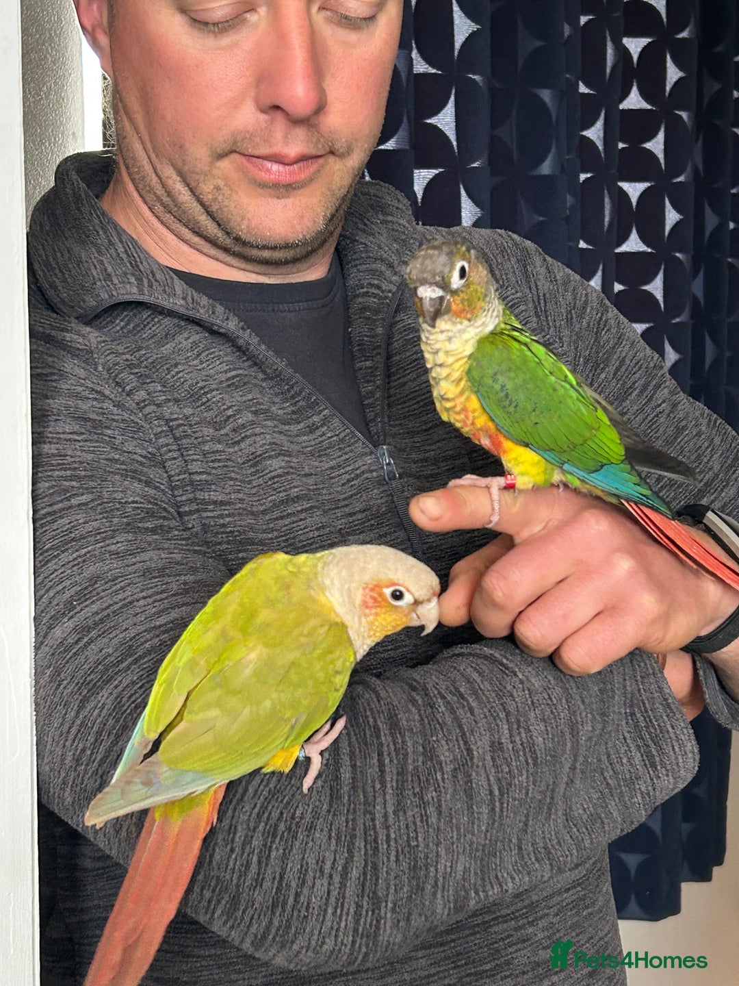 Conures birds for sale: Pair of conures with full set up - Image 4