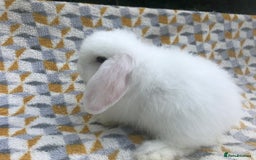 Mini Lop rabbits for sale: Beautiful mini lops for sale  - Image 11