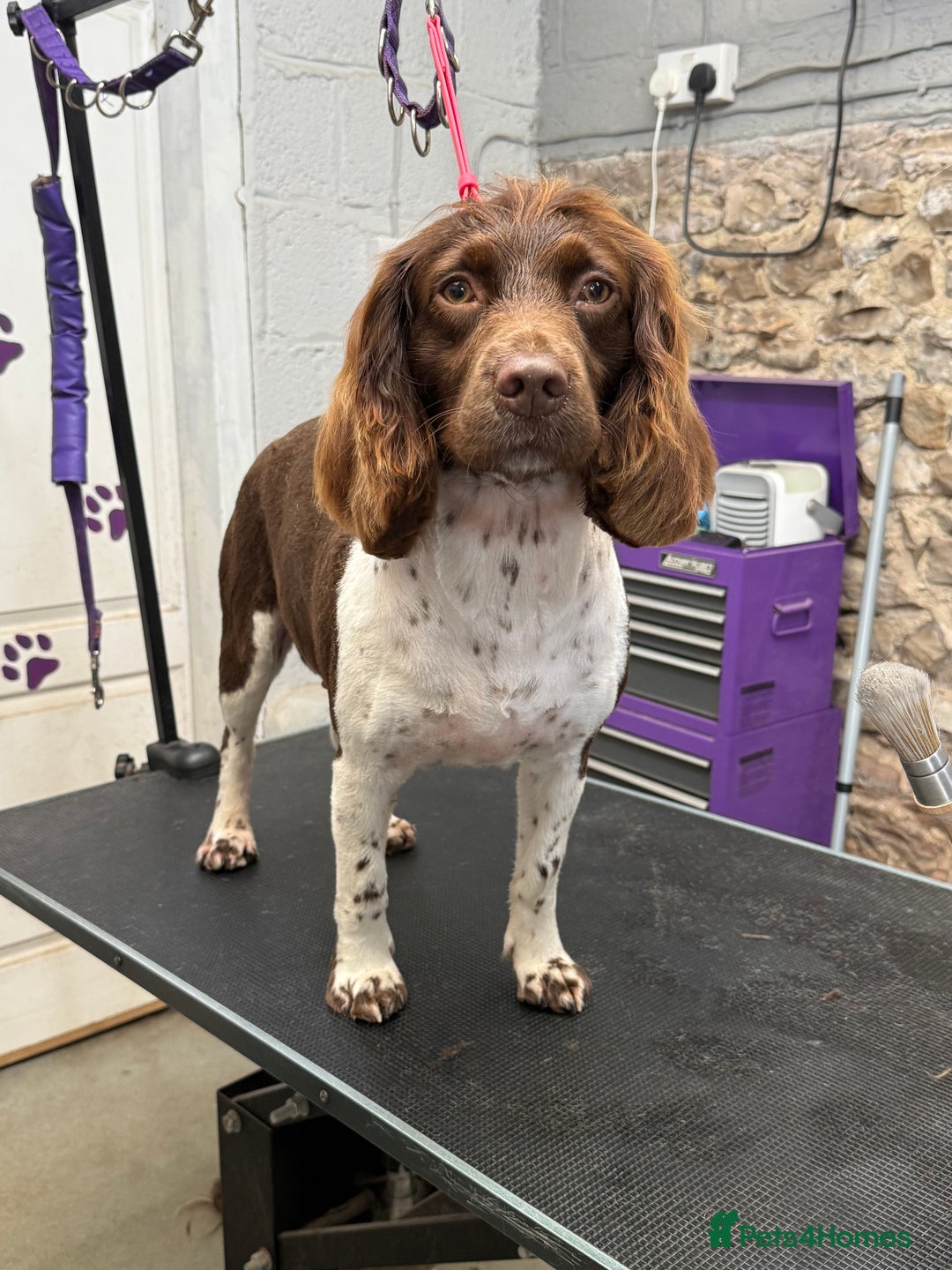 Sprocker dogs for sale: Adorable sprocker spaniel puppies - Advert 5