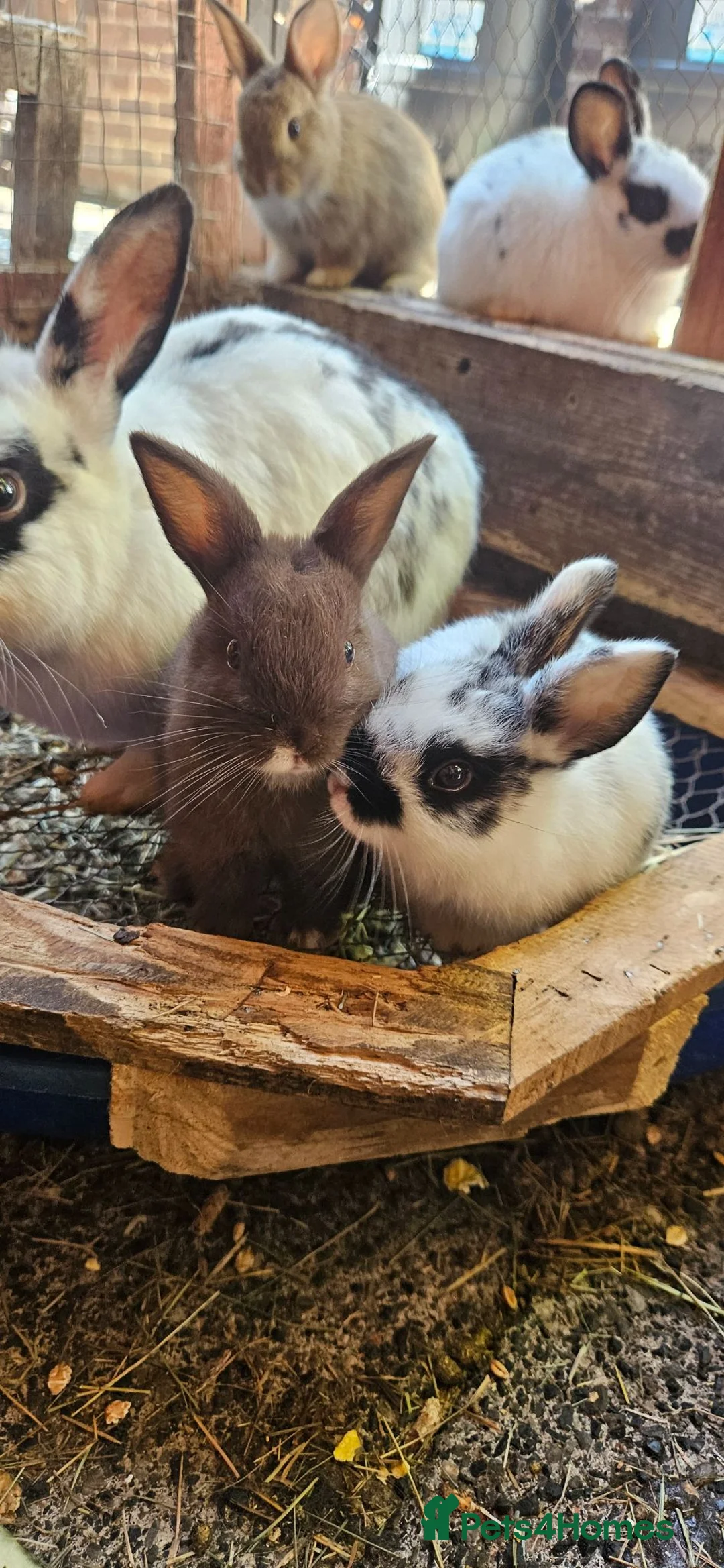 Mixed Breed rabbits for sale: I have 4 weeks and 8 weeks olds rabbits  - Advert 2