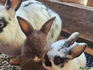 Mixed Breed rabbits I have 4 weeks and 8 weeks olds rabbits - Advert 15