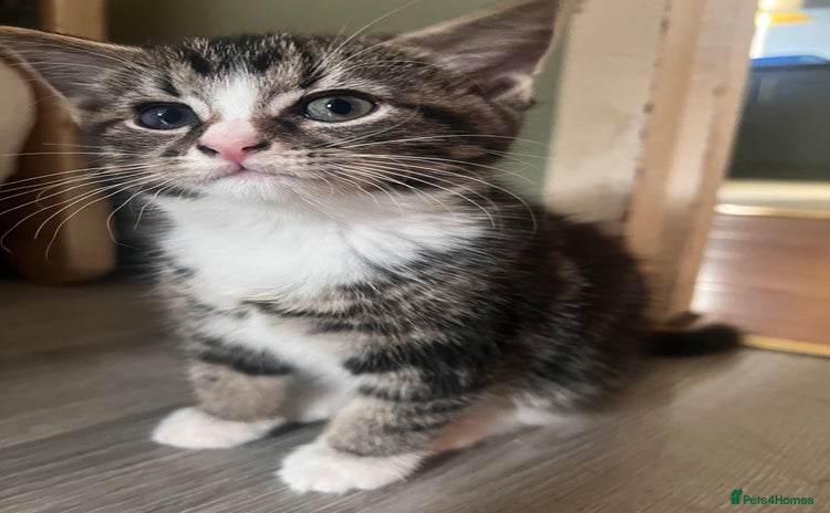 Mixed Breed cats - Advert 1